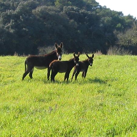 Oliver Moragues Grandhouse & Vineyard Algaida  Esterno foto